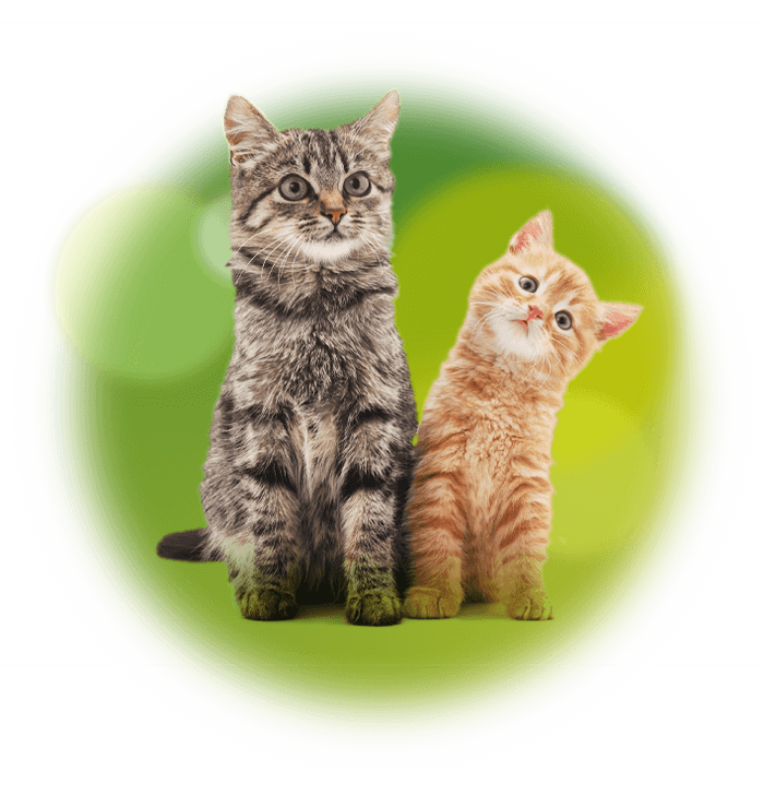 Drontal Comprimés vermifuges pour chats : Traitement vermifuge de première  qualité pour les chats Atlantic animalerie en ligne